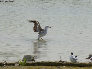 93-74-jeune-goeland