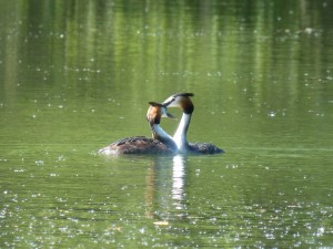 94-1-19-un-couple-de-grebus