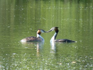 94-1-20-un-couple-de-grebus