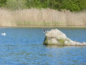 94-1-25-monsieur-colvert