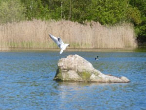 94-1-26-mouette-qui-rigole