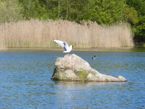 94-1-27-mouette-qui-rigole