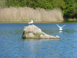 94-1-28-mouette-qui-rigole