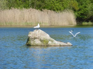 94-1-29-mouette-qui-rigole