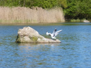 94-1-30-mouette-qui-rigole