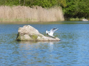 94-1-31-mouette-qui-rigole