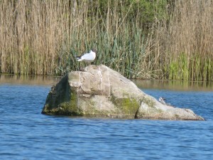 94-1-32-mouette-qui-rigole