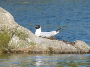 94-1-33-mouette-qui-rigole