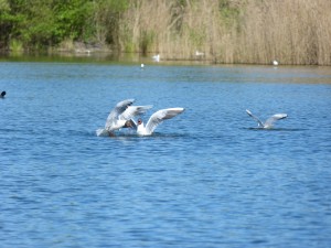 94-1-34-mouettes-qui-se-disputent