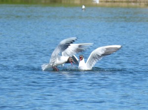 94-1-34bis-mouettes-qui-se-disputent