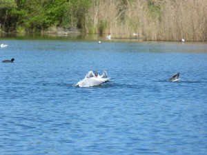 94-1-35-mouettes-qui-se-disputent