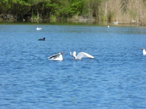 94-1-36-mouettes-qui-se-disputent