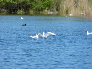 94-1-37-mouettes-qui-se-disputent