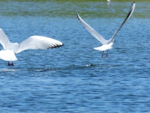 94-1-38-mouettes-qui-senvolent