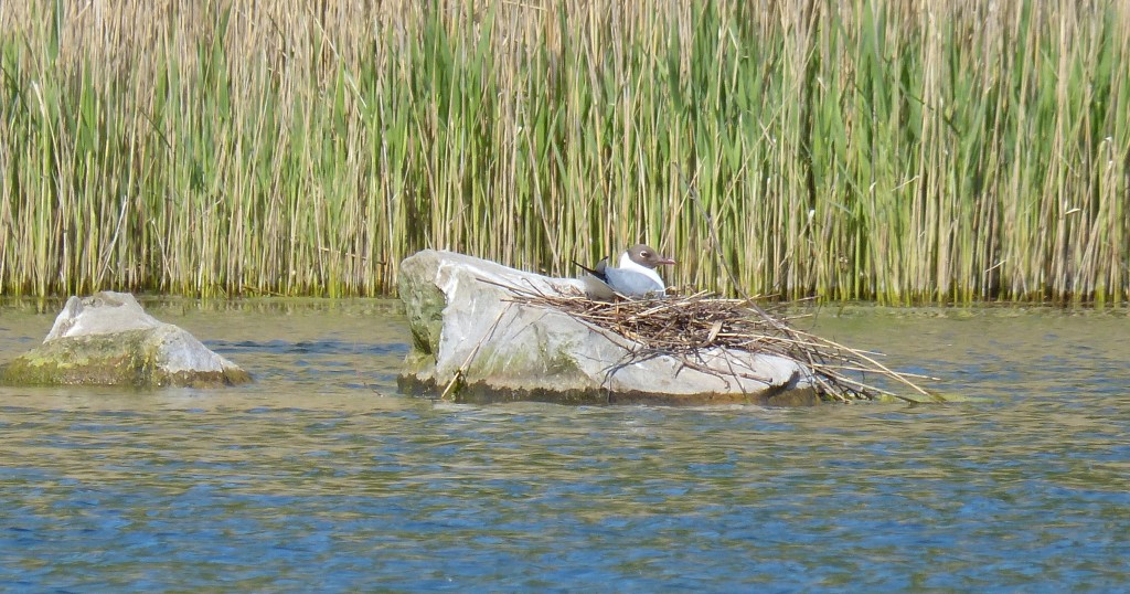 94-1-39-mouette-qui-couve