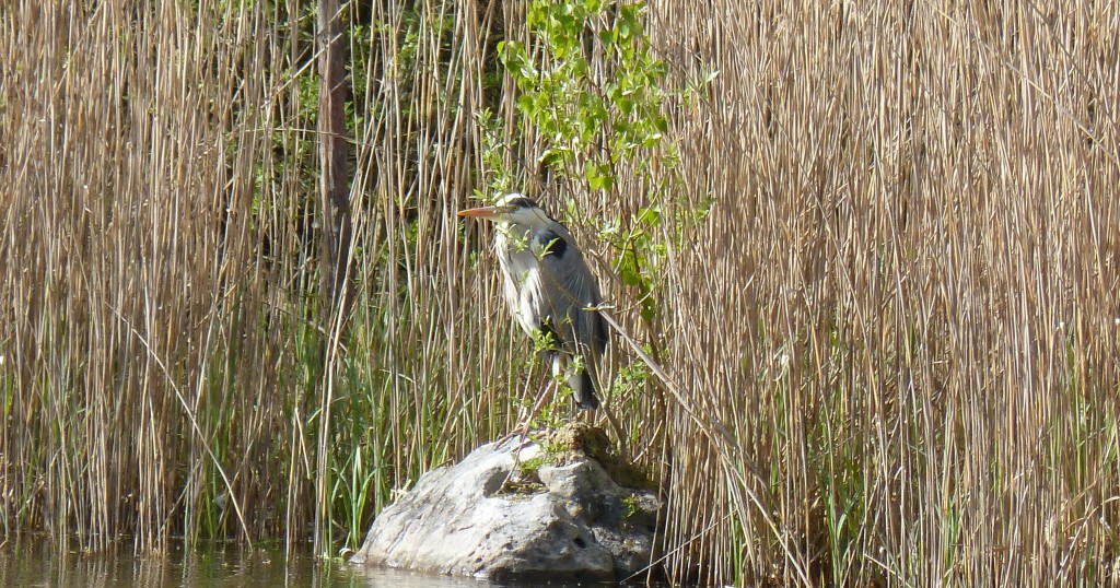 94-1-44-un-heron-cendre