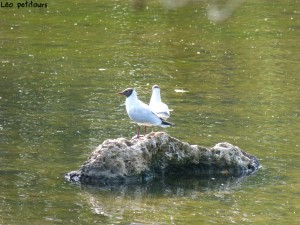 94-1-52-mouettes-qui-rigolent