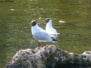 94-1-53-mouettes-qui-rigolent