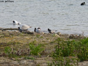 94-2-09-des-larides