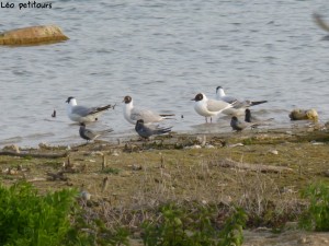 94-2-11-des-larides