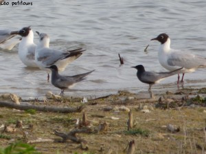 94-2-12-des-larides