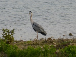 94-2-17-heron-cendre