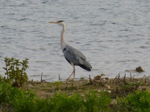 94-2-18-heron-cendre