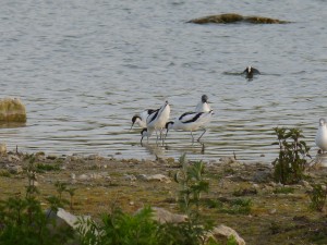 94-2-35-avocettes-elegantes