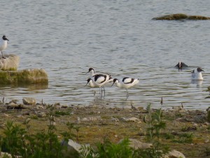 94-2-36-avocettes-elegantes