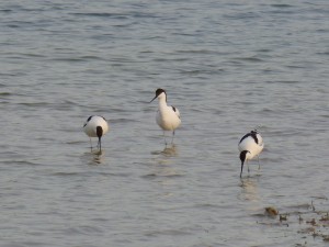 94-2-37-avocettes-elegantes