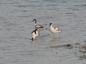 94-2-38-avocettes-elegantes