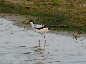 94-2-41-avocette-elegante