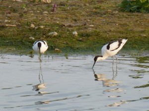 94-2-42-avocettes-elegantes