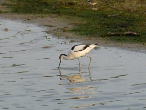 94-2-45-avocette-elegante