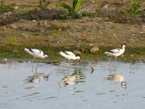 94-2-47-avocettes-elegantes