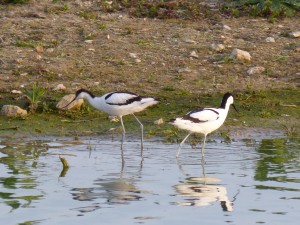 94-2-48-avocettes-elegantes