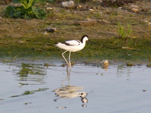 94-2-51-avocette-elegante