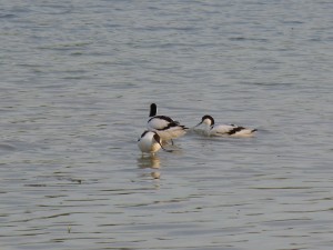 94-2-52-avocettes-elegantes