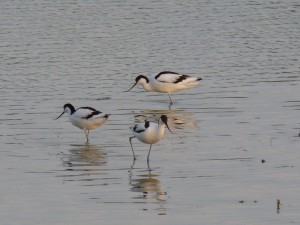 94-2-56-avocettes-elegantes