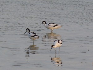 94-2-57-avocettes-elegantes