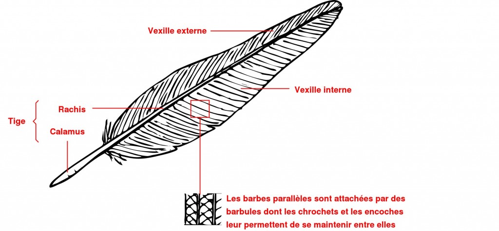 plume1