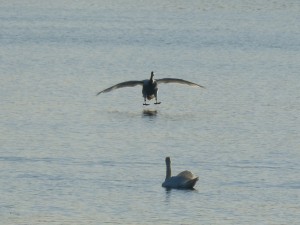 95-109-cygne-tubercule