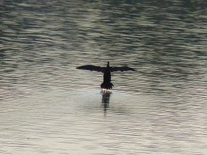 95-118-grand-cormoran