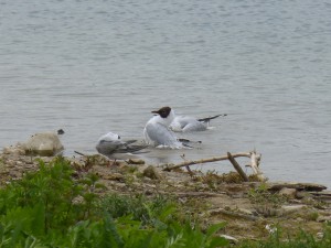 95-14-mouettes-qui-rigolent