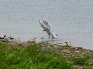 95-16-mouettes-qui-rigolent