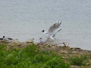 95-17-mouettes-qui-rigolent