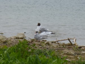 95-19-mouettes-qui-rigolent