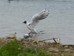 95-20-mouettes-qui-rigolent