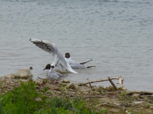 95-21-mouettes-qui-rigolent