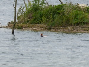 95-24-nette-rousse-male